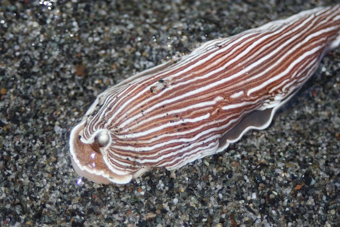 Striped Nudibranch