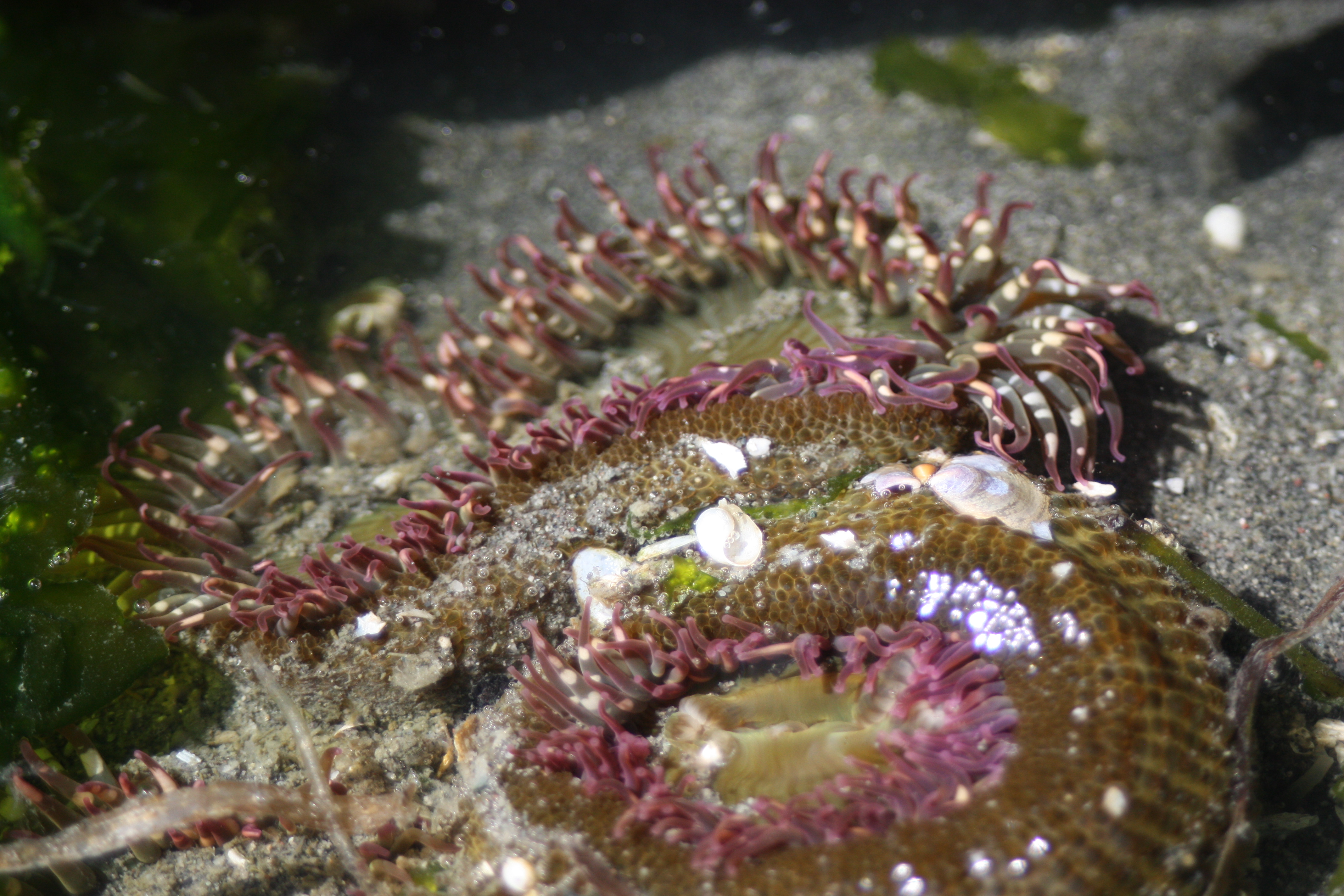 Sea Anemones – Pacific Wonder Tracker
