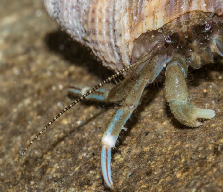 Hairy Hermit Crab – Pacific Wonder Tracker