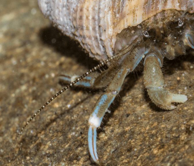 Screen Shot 2020-05-27 at 8.35.13 AM