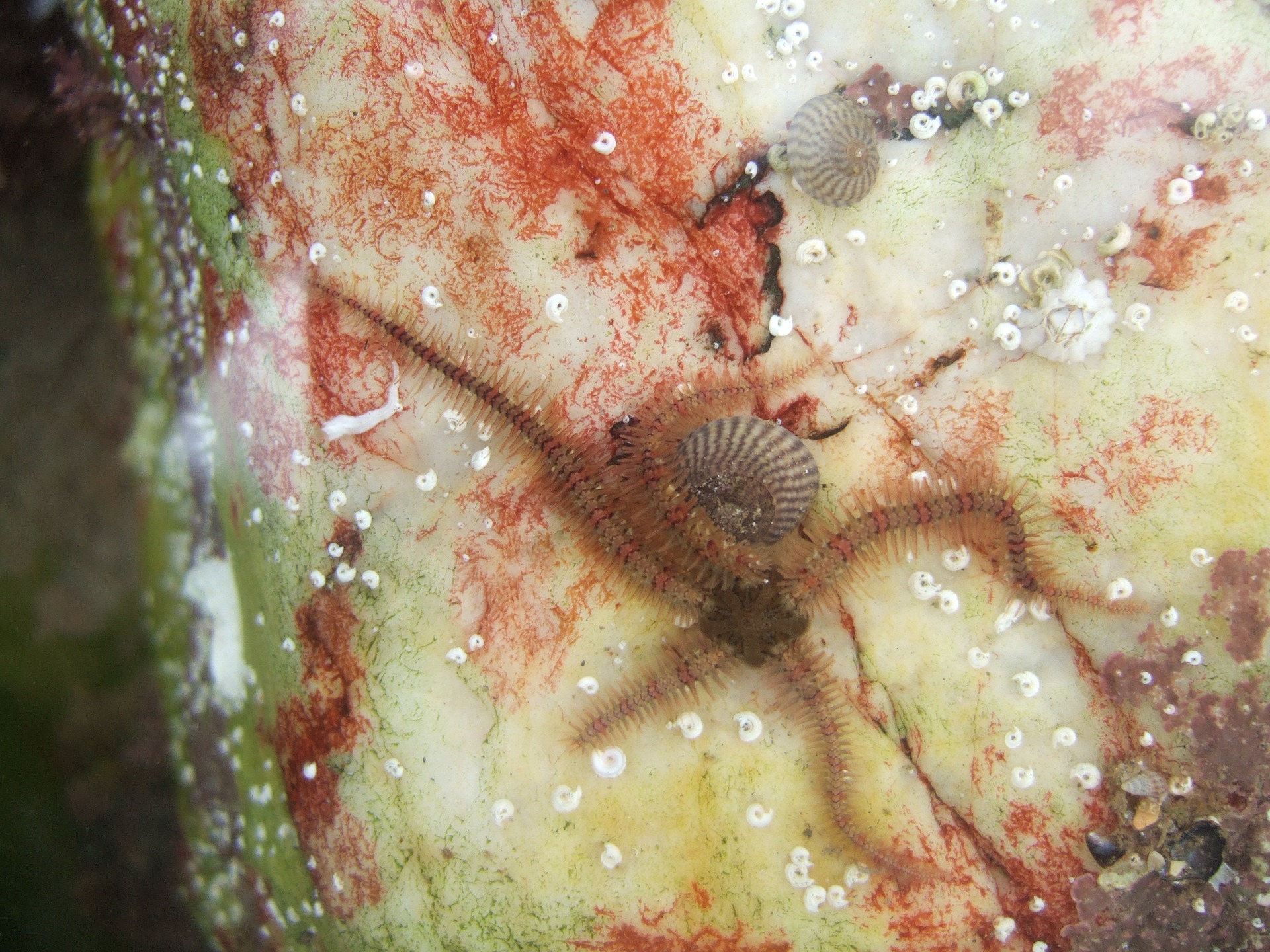 Brittle Star – Pacific Wonder Tracker
