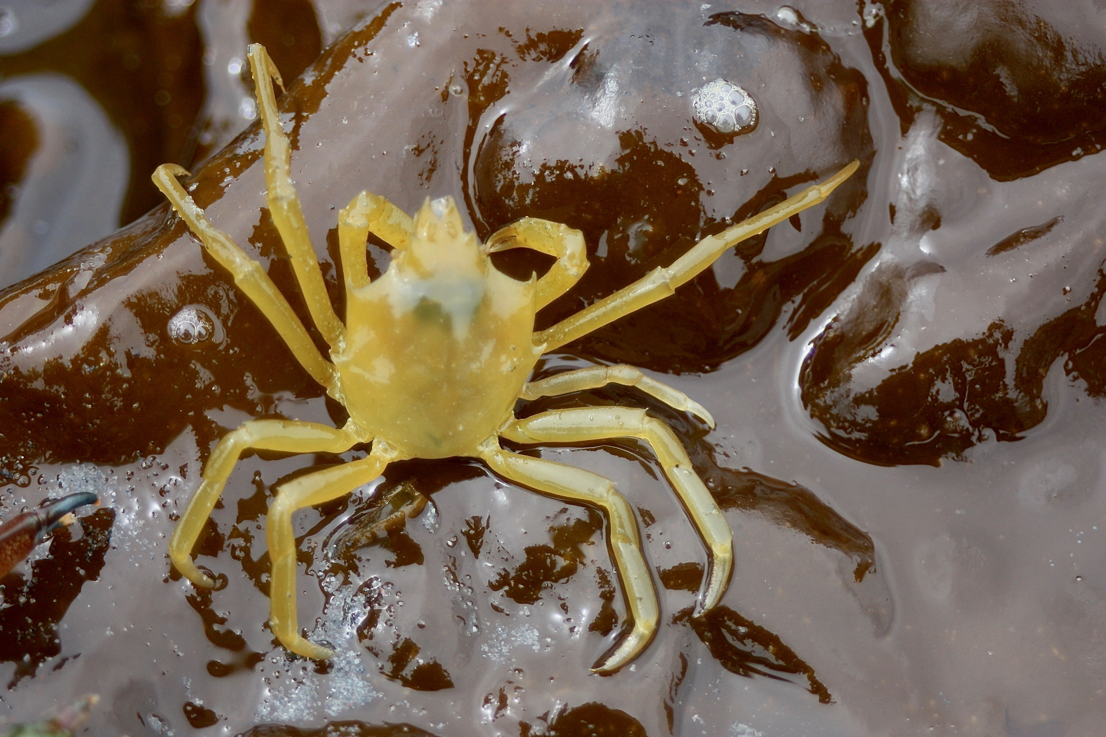 Northern Kelp Crab