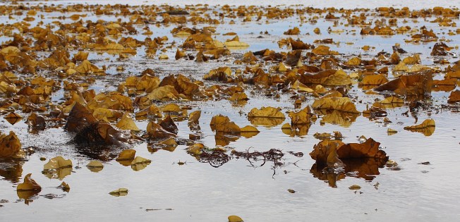 (c)SPeganyKelpForest